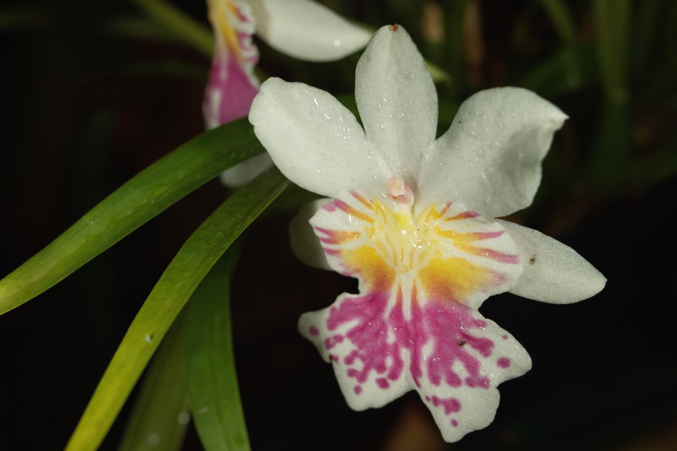 Miltonia Phalaenopsis