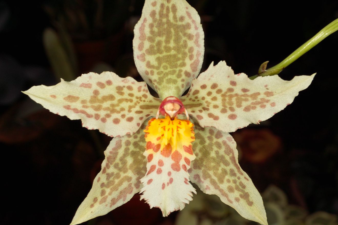 Odontioda Odontoglossum Maculatum Goldrausch