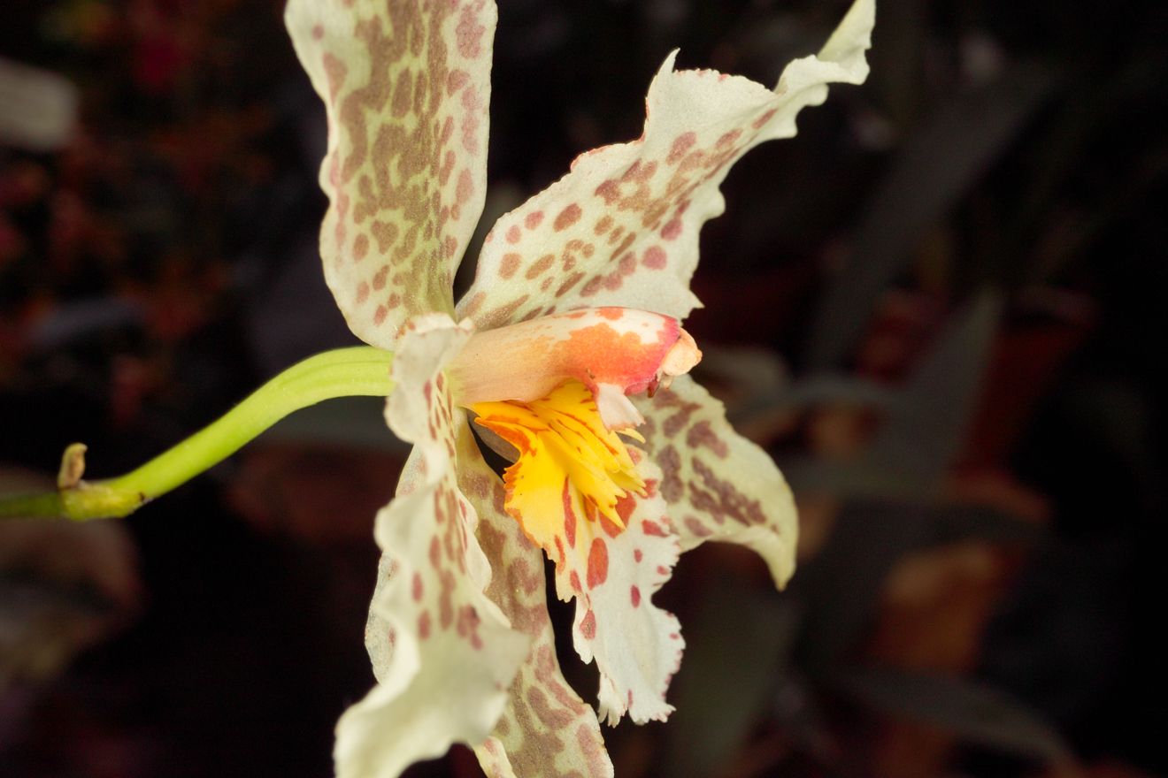 Odontioda Odontoglossum Maculatum Goldrausch