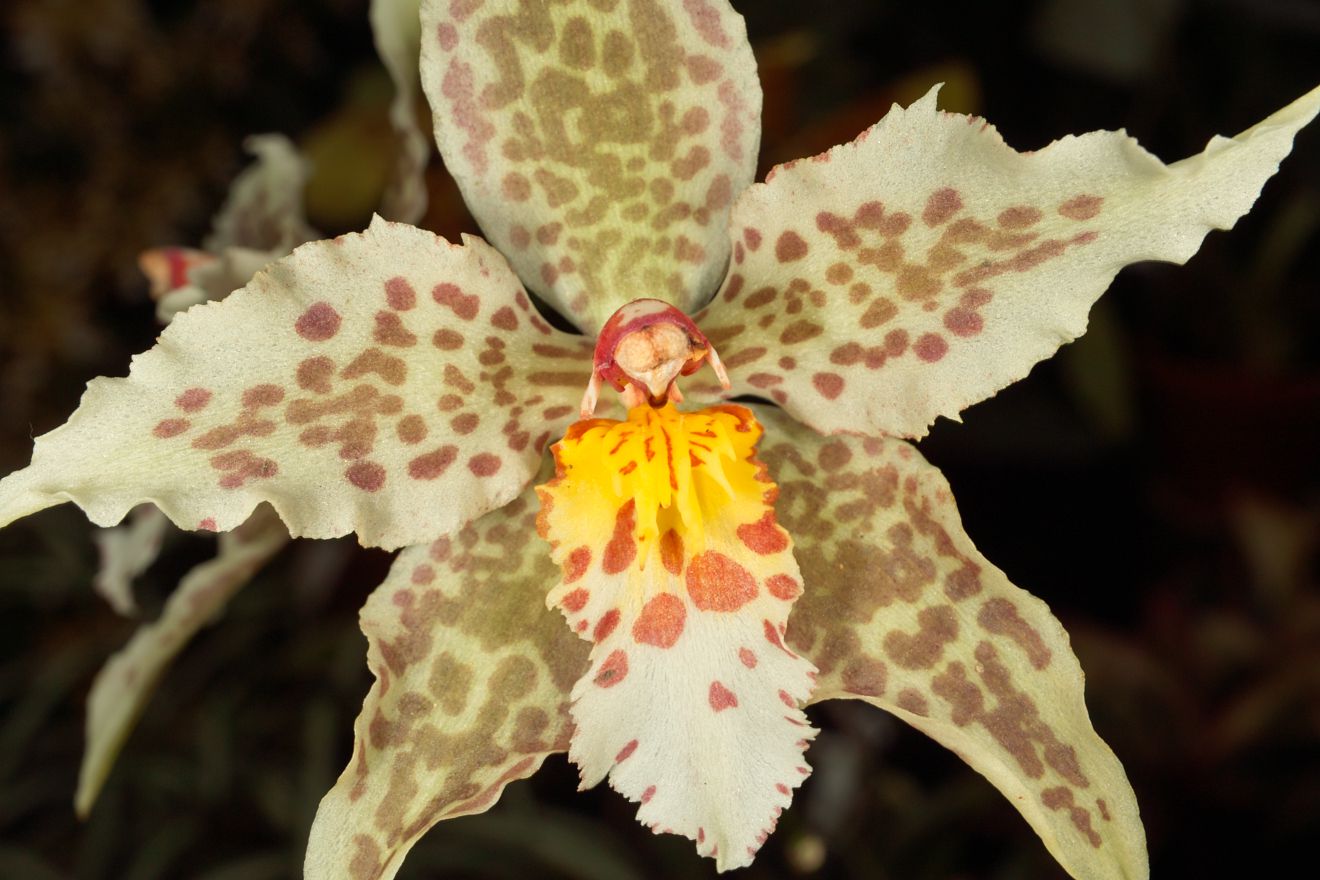 Odontioda Odontoglossum Maculatum Goldrausch