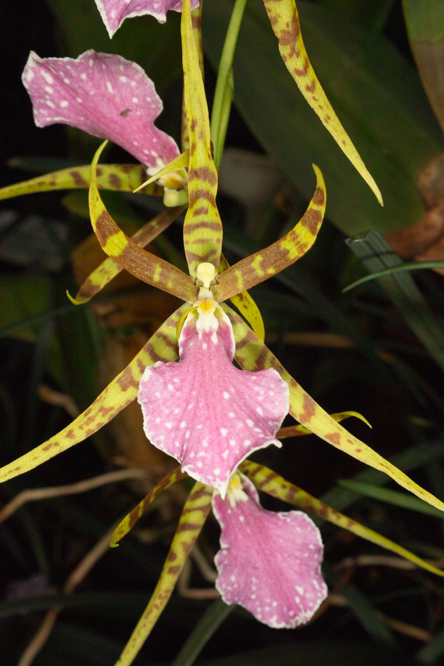 Odontobrassia Billabong Celle