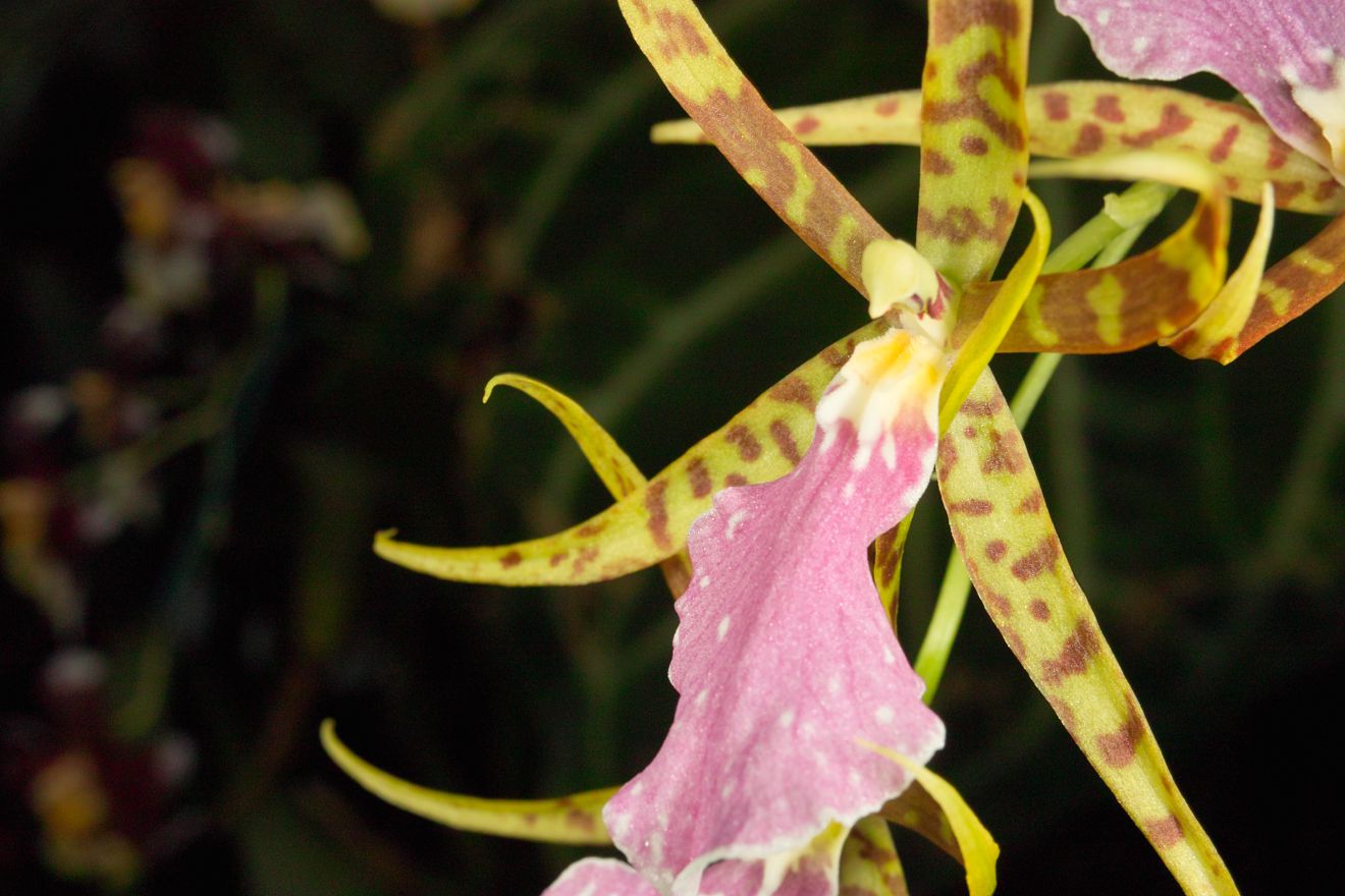 Odontobrassia Billabong Celle