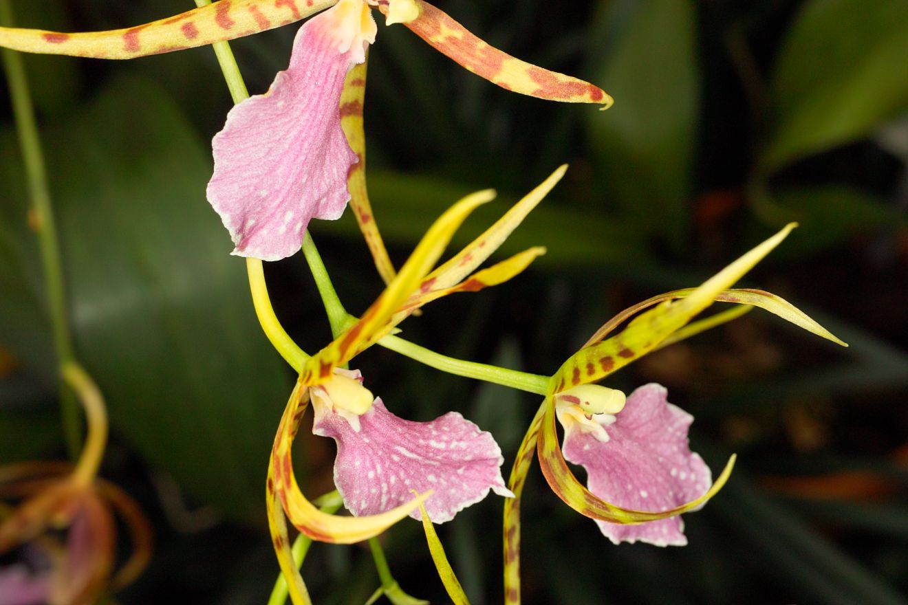 Odontobrassia Billabong Celle