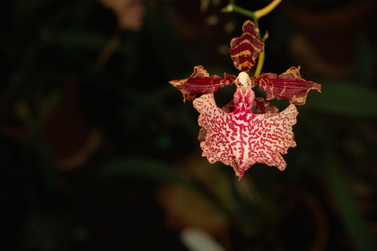 Odontocidium Autum Tints