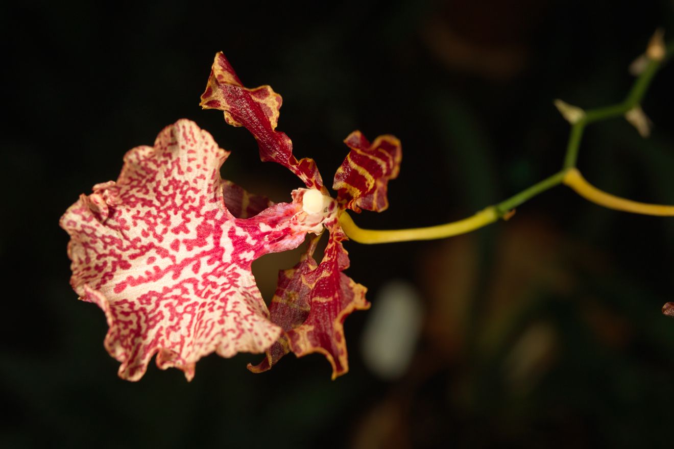 Odontocidium Autum Tints