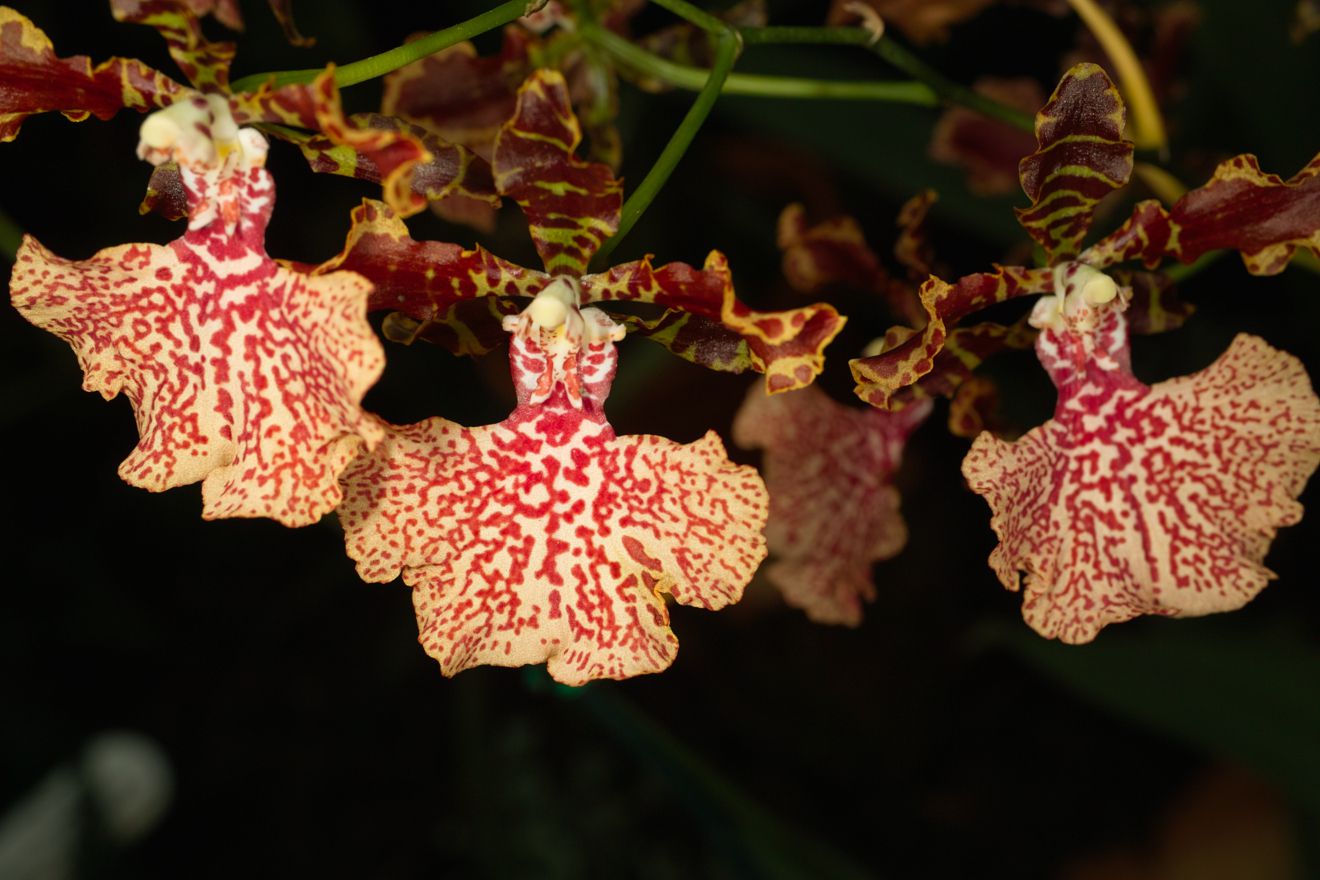 Odontocidium Autum Tints