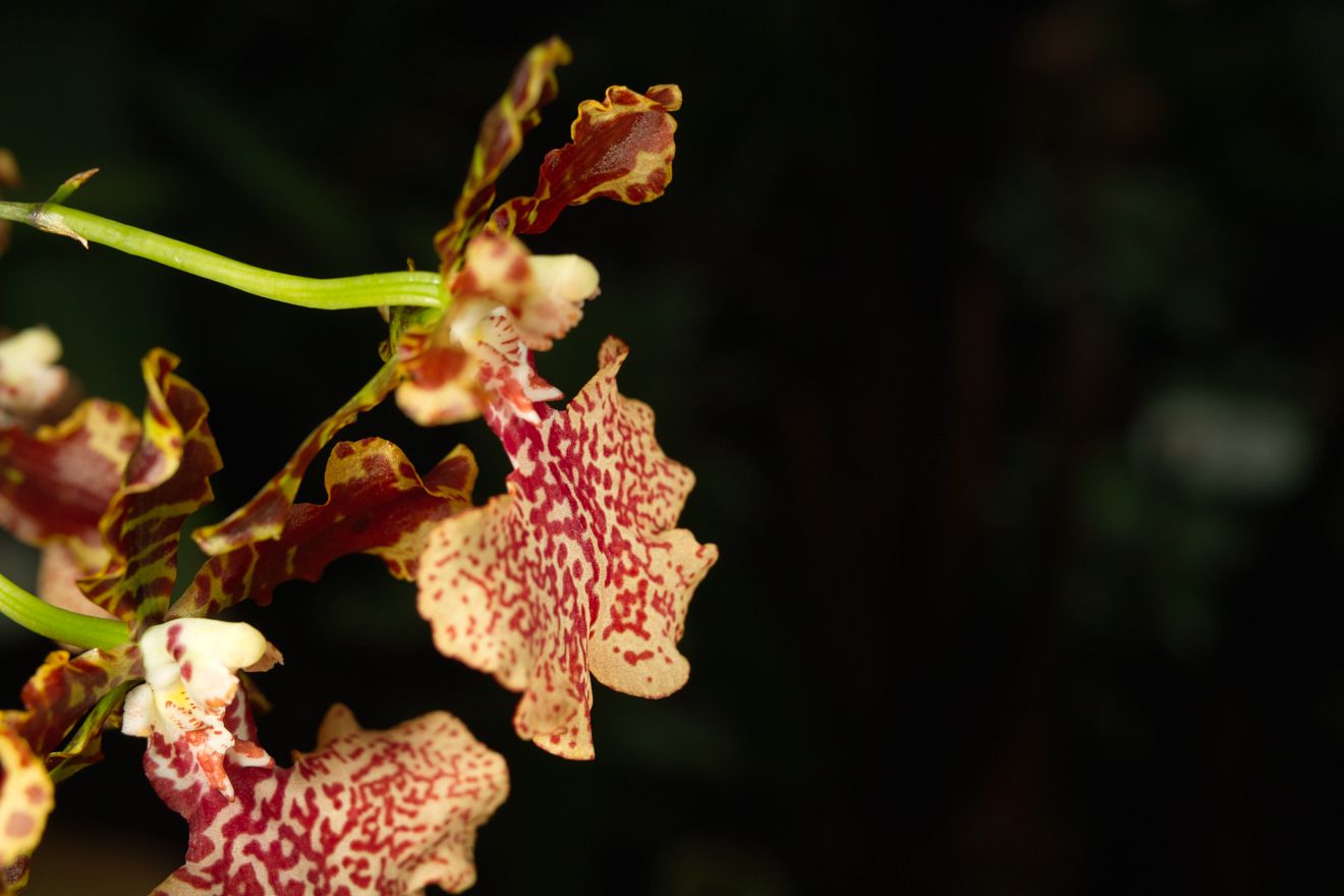 Odontocidium Autum Tints