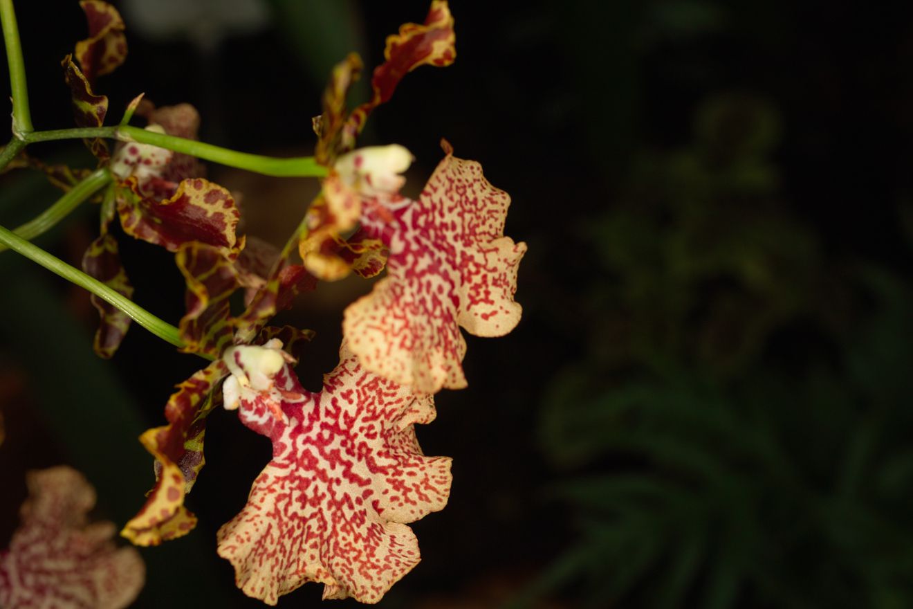 Odontocidium Autum Tints