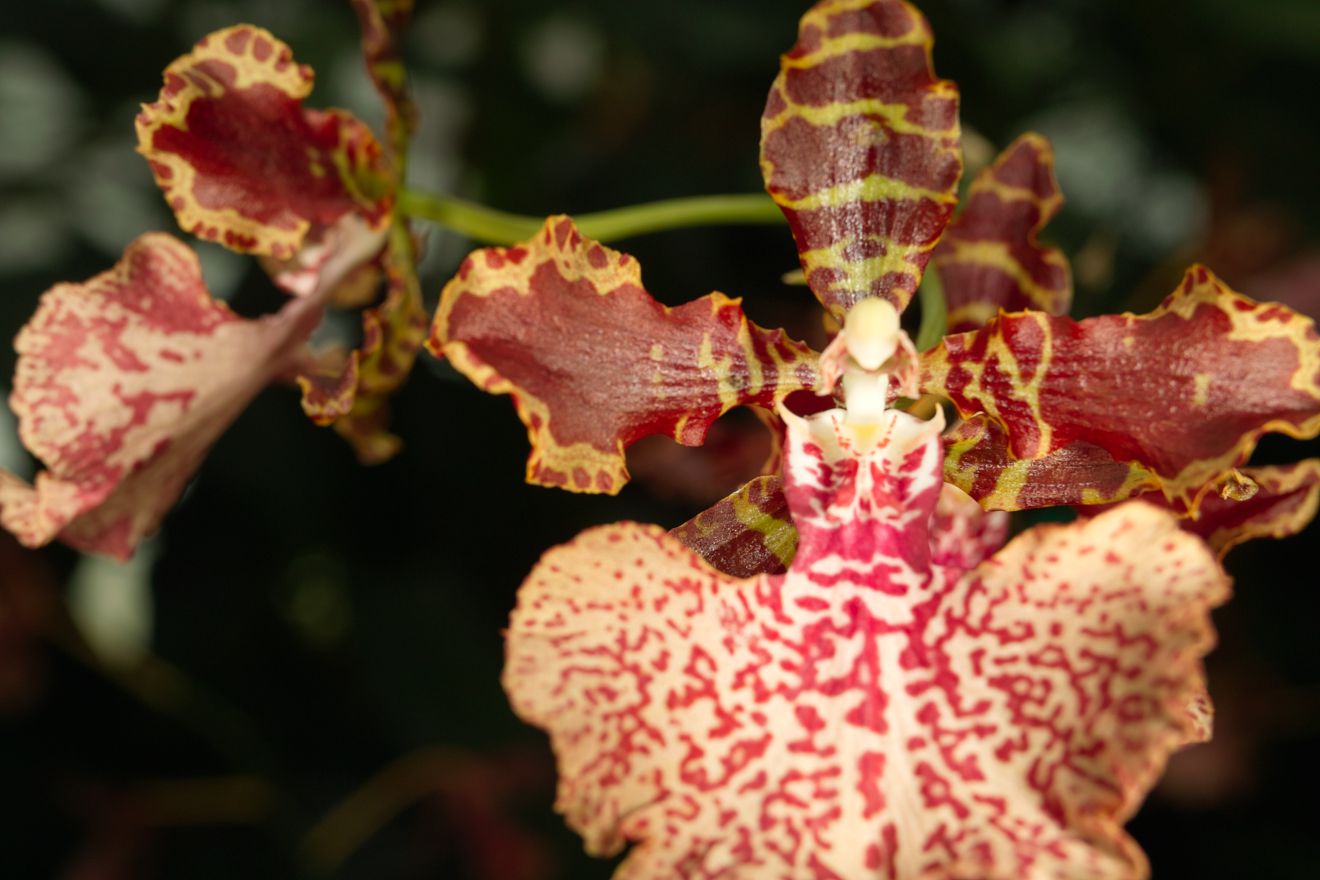 Odontocidium Autum Tints