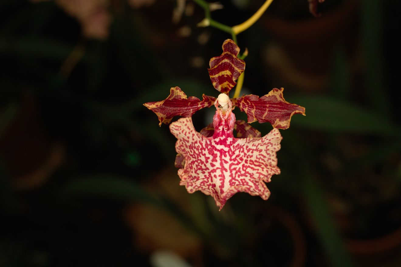 Odontocidium Autum Tints