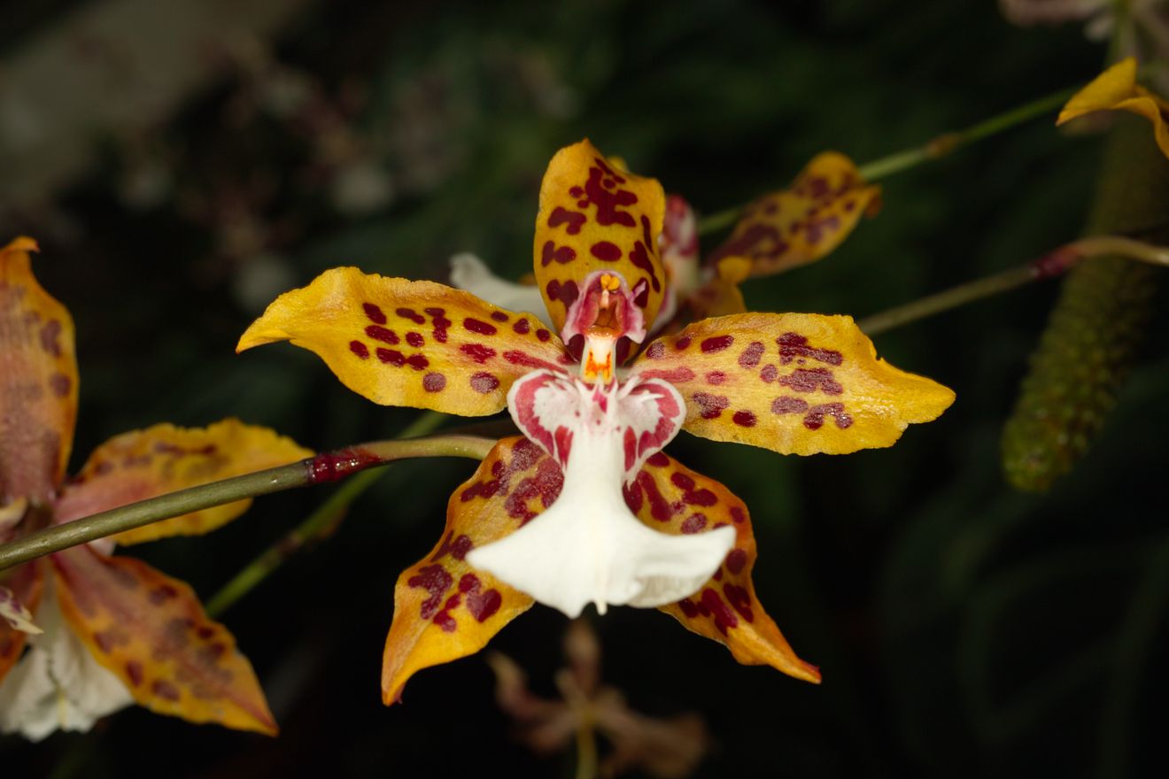 Odontocidium Crowborough