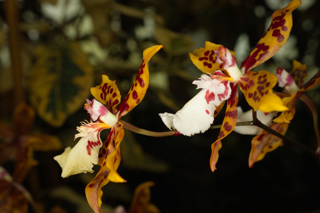 Odontocidium Crowborough