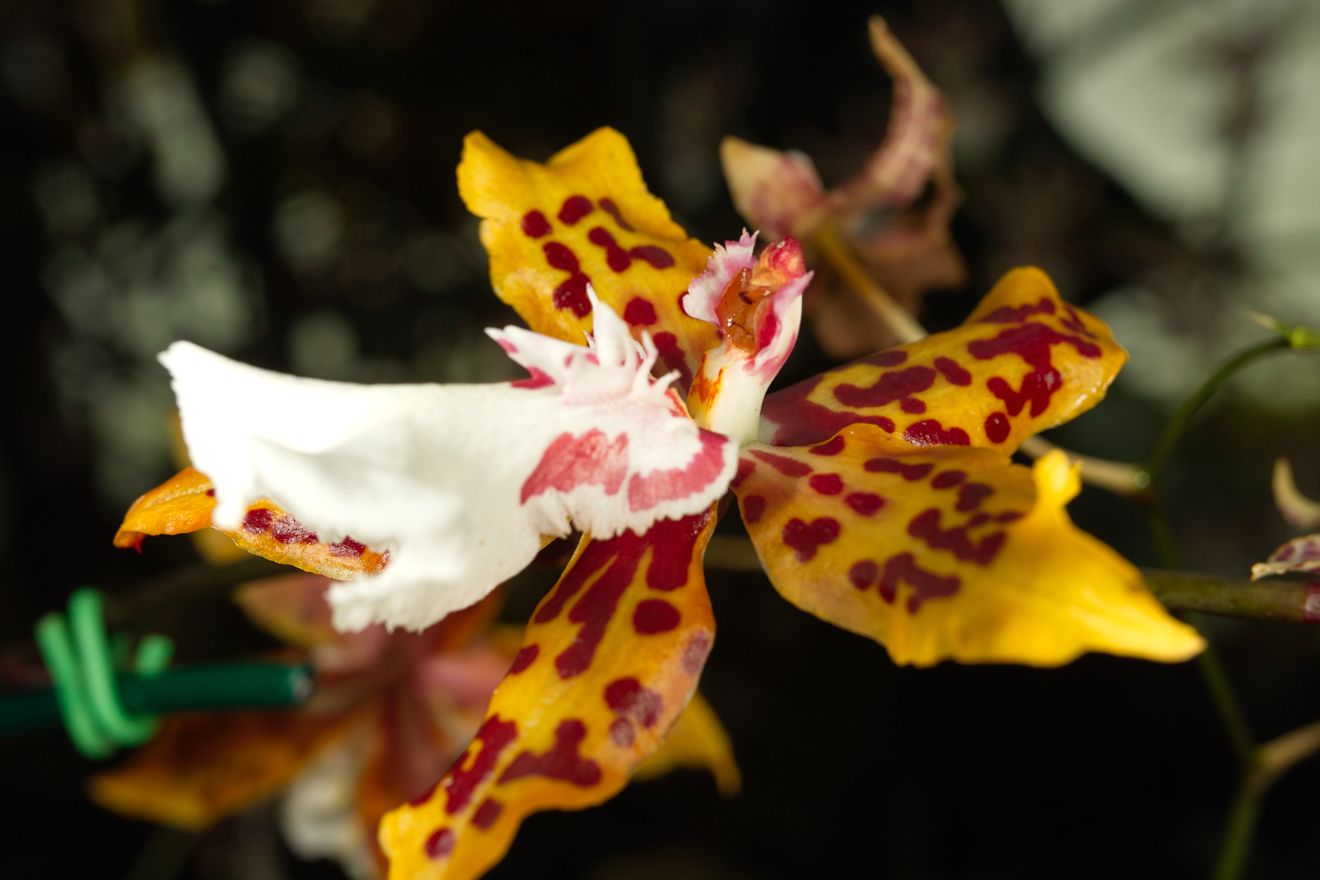 Odontocidium Crowborough