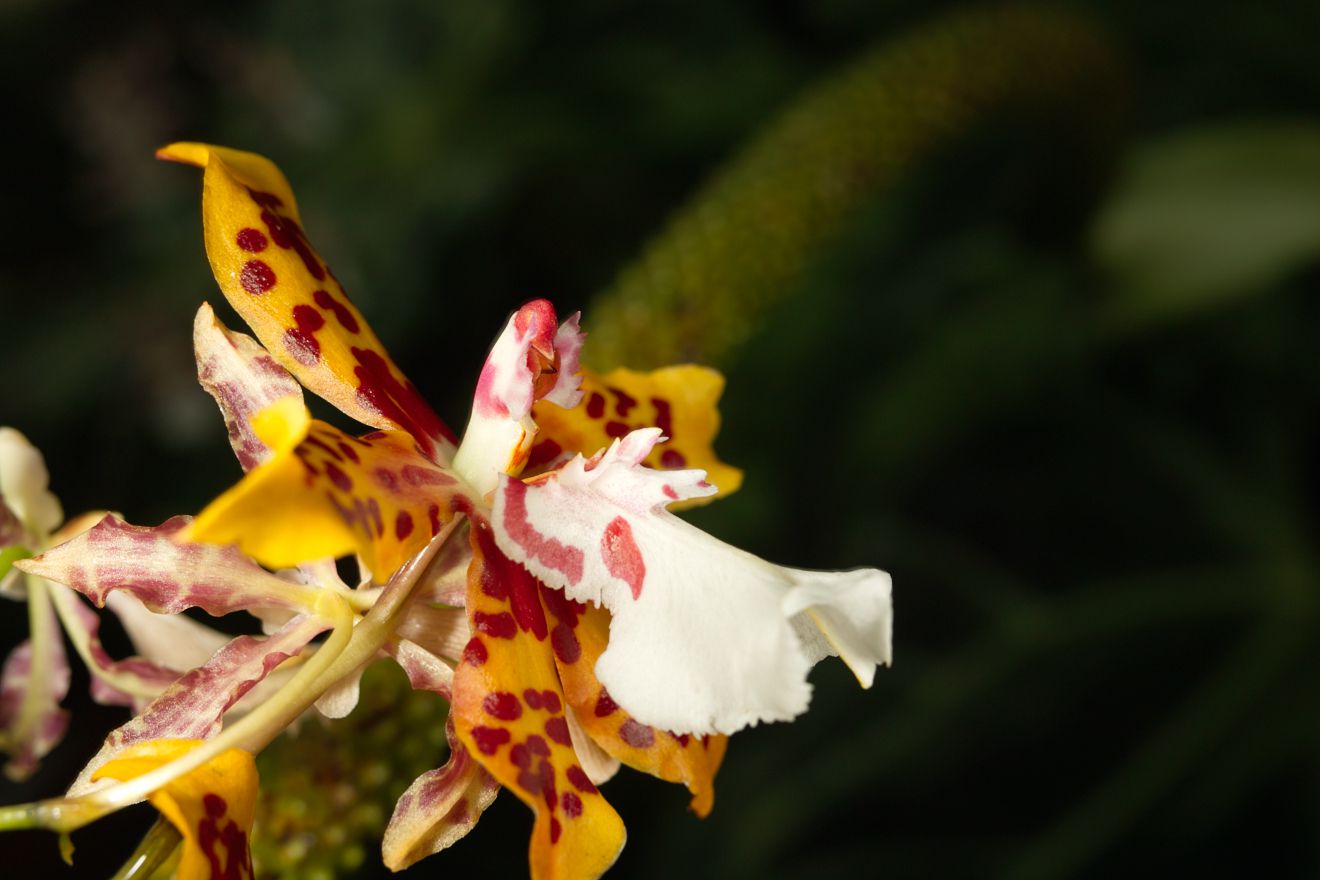 Odontocidium Crowborough