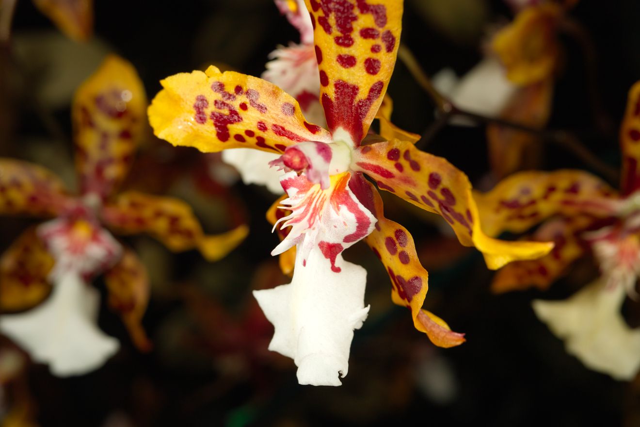 Odontocidium Crowborough