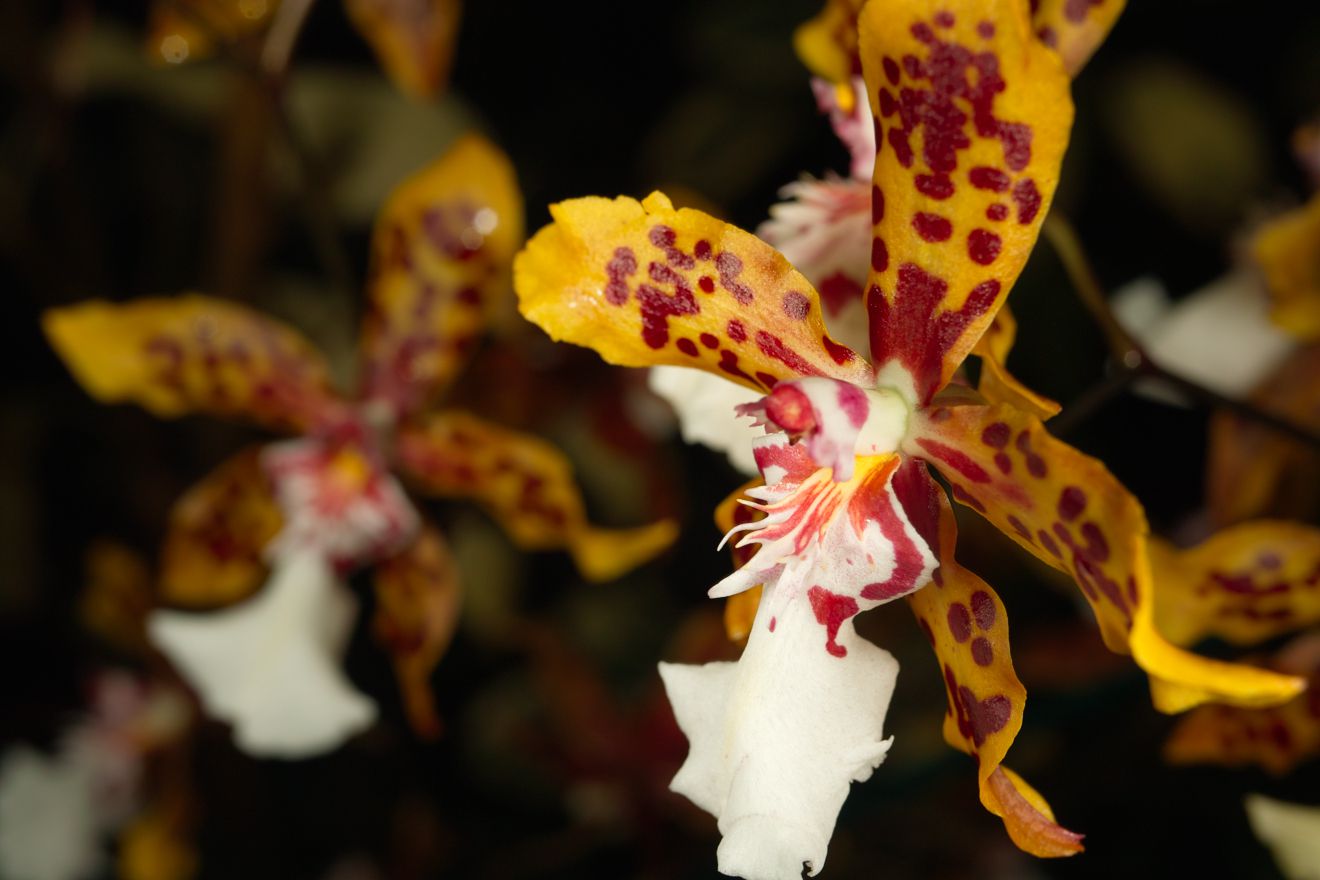 Odontocidium Crowborough