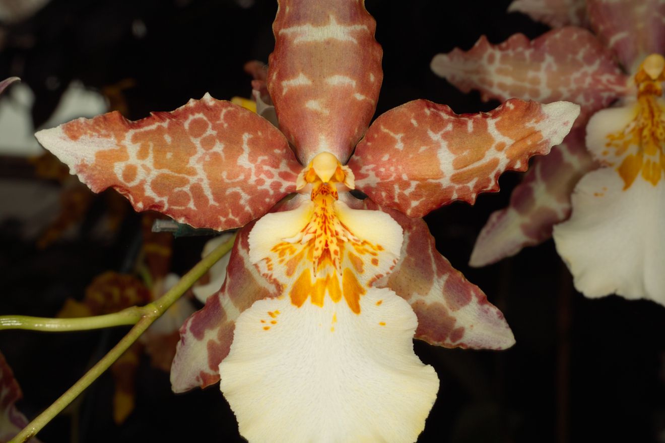 Odontocidium Oncidium Tigrinum x Odontoglossum Mariella