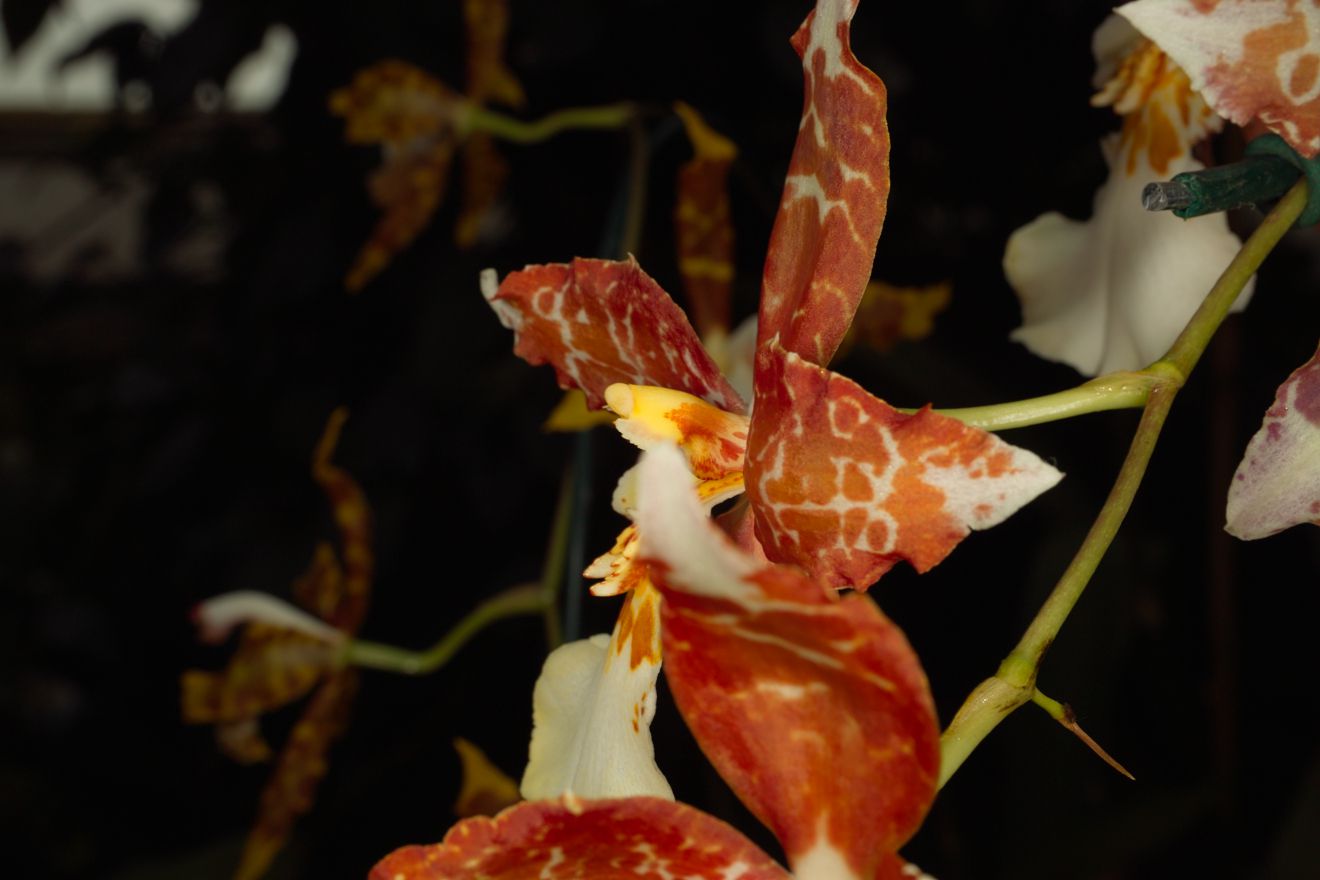 Odontocidium Oncidium Tigrinum x Odontoglossum Mariella