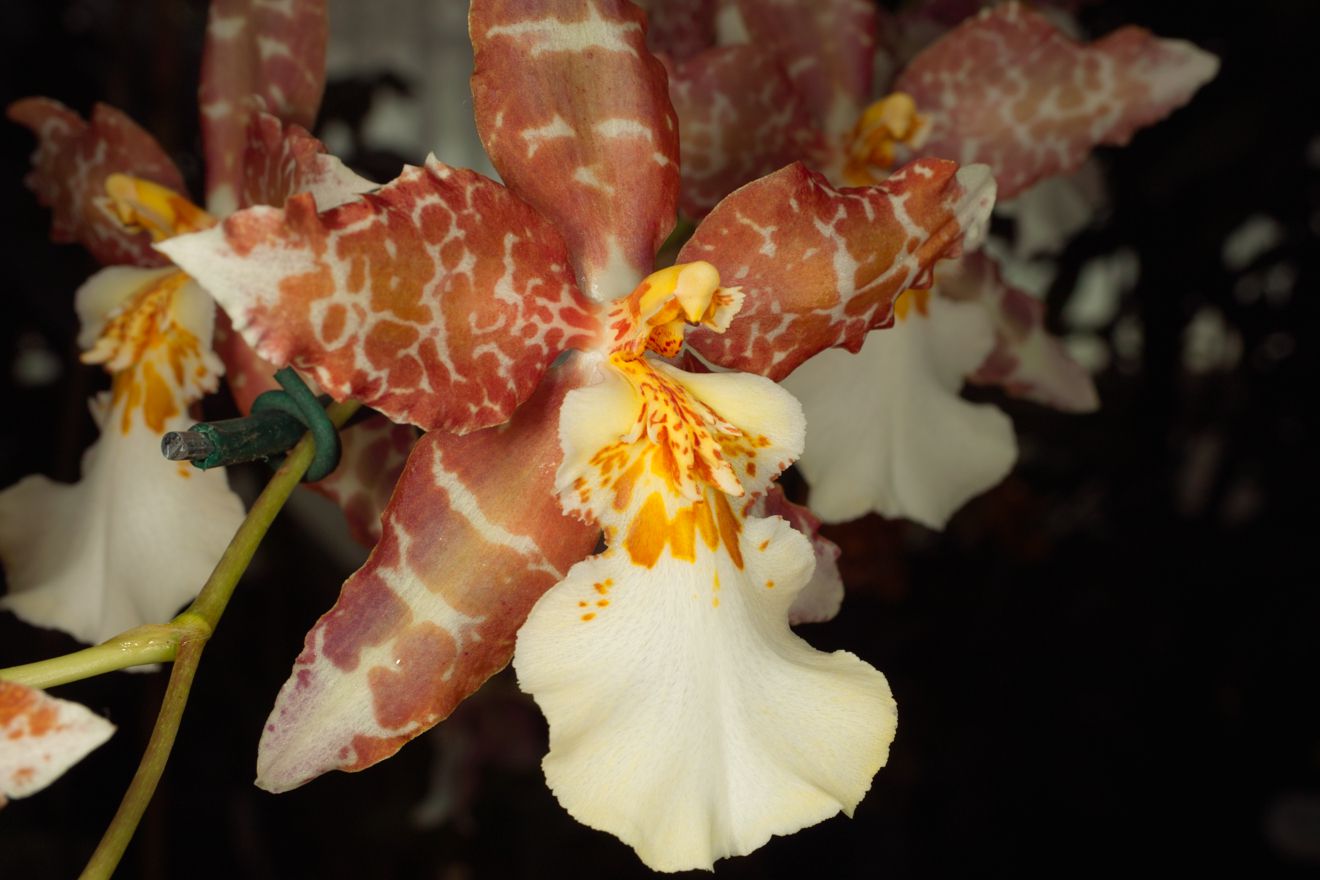 Odontocidium Oncidium Tigrinum x Odontoglossum Mariella