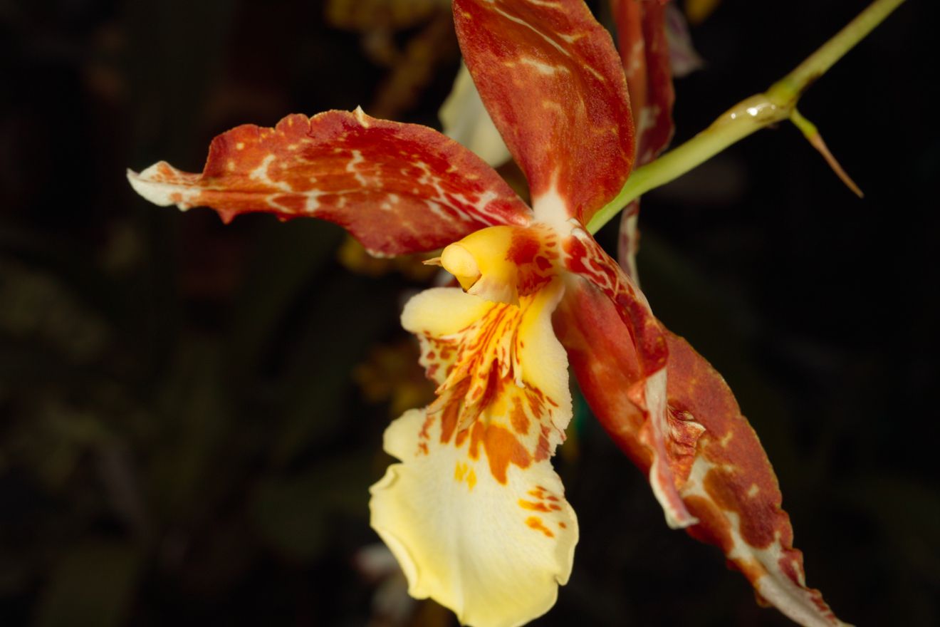 Odontocidium Oncidium Tigrinum x Odontoglossum Mariella