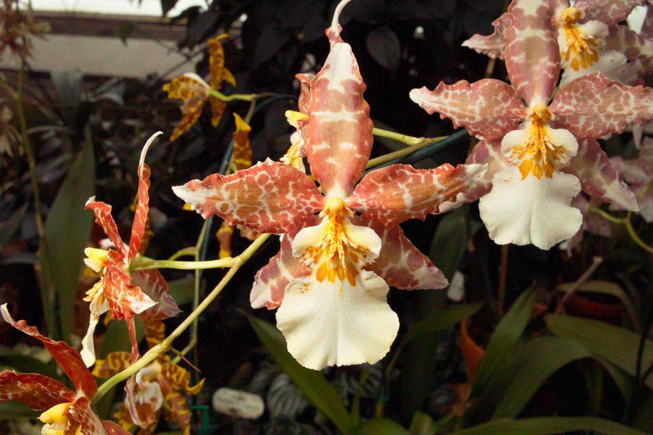 Odontocidium Oncidium Tigrinum x Odontoglossum Mariella