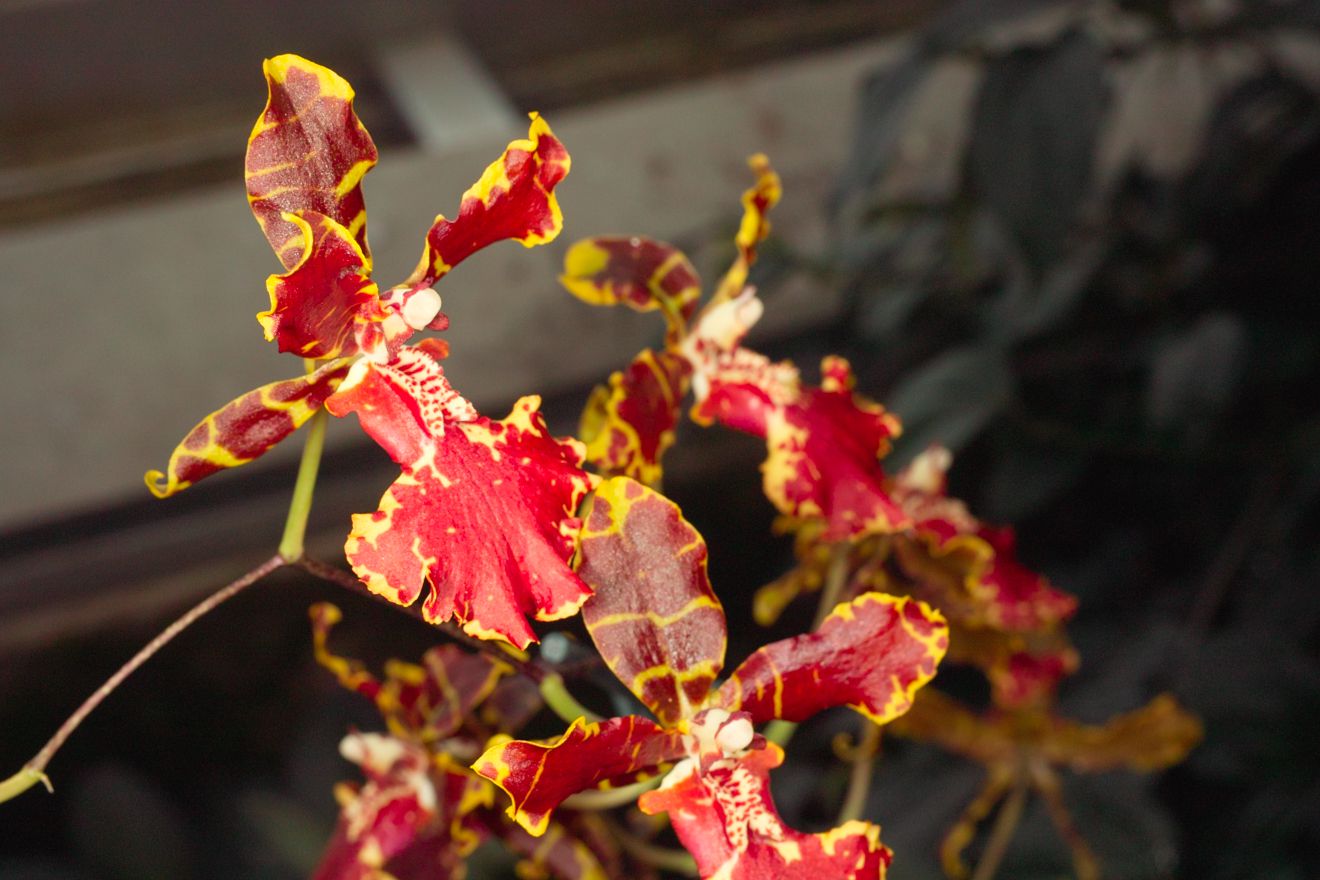 Odontocidium Wera Stolz