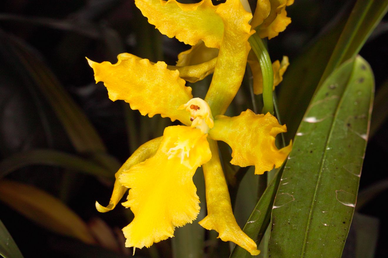 Odontoglossum-Hybride Anneliese Rothenberger