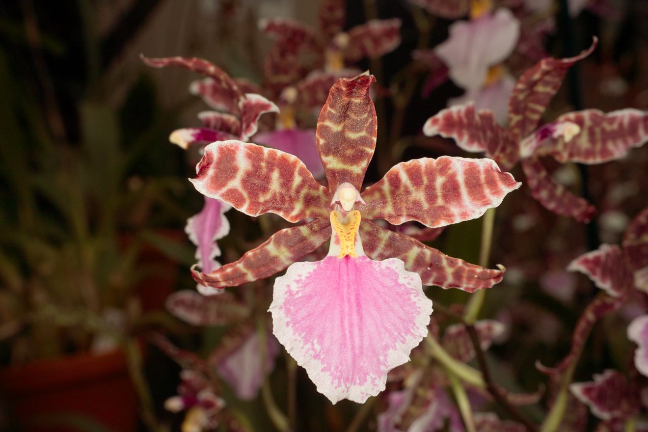 Odontoglossum-Hybride Bicross