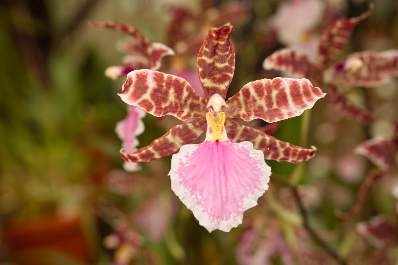 Odontoglossum-Hybride Bicross