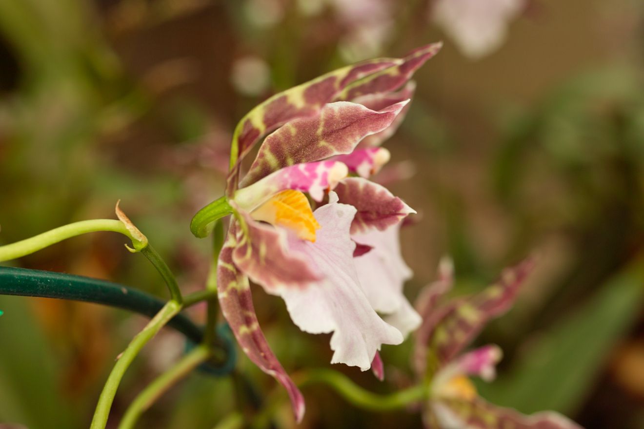 Odontoglossum-Hybride Bicross