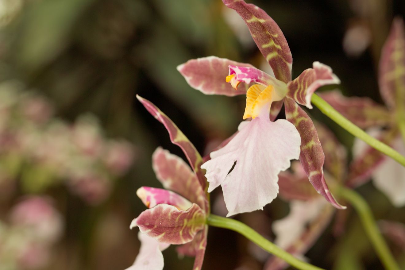 Odontoglossum-Hybride Bicross