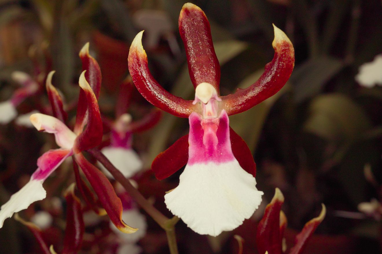 Odontoglossum-Hybride O Bictoniense x Miltonia Warscewiczii