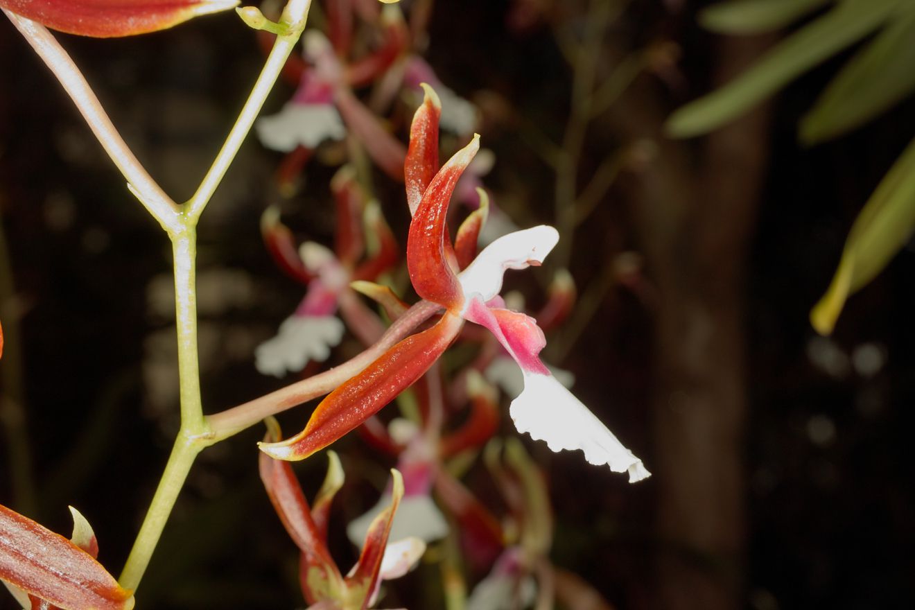 Odontoglossum-Hybride O Bictoniense x Miltonia Warscewiczii