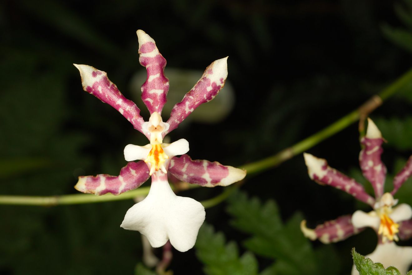 Oncidium-Hybride Oncidium Tigrinum x Oncidium Incuryum