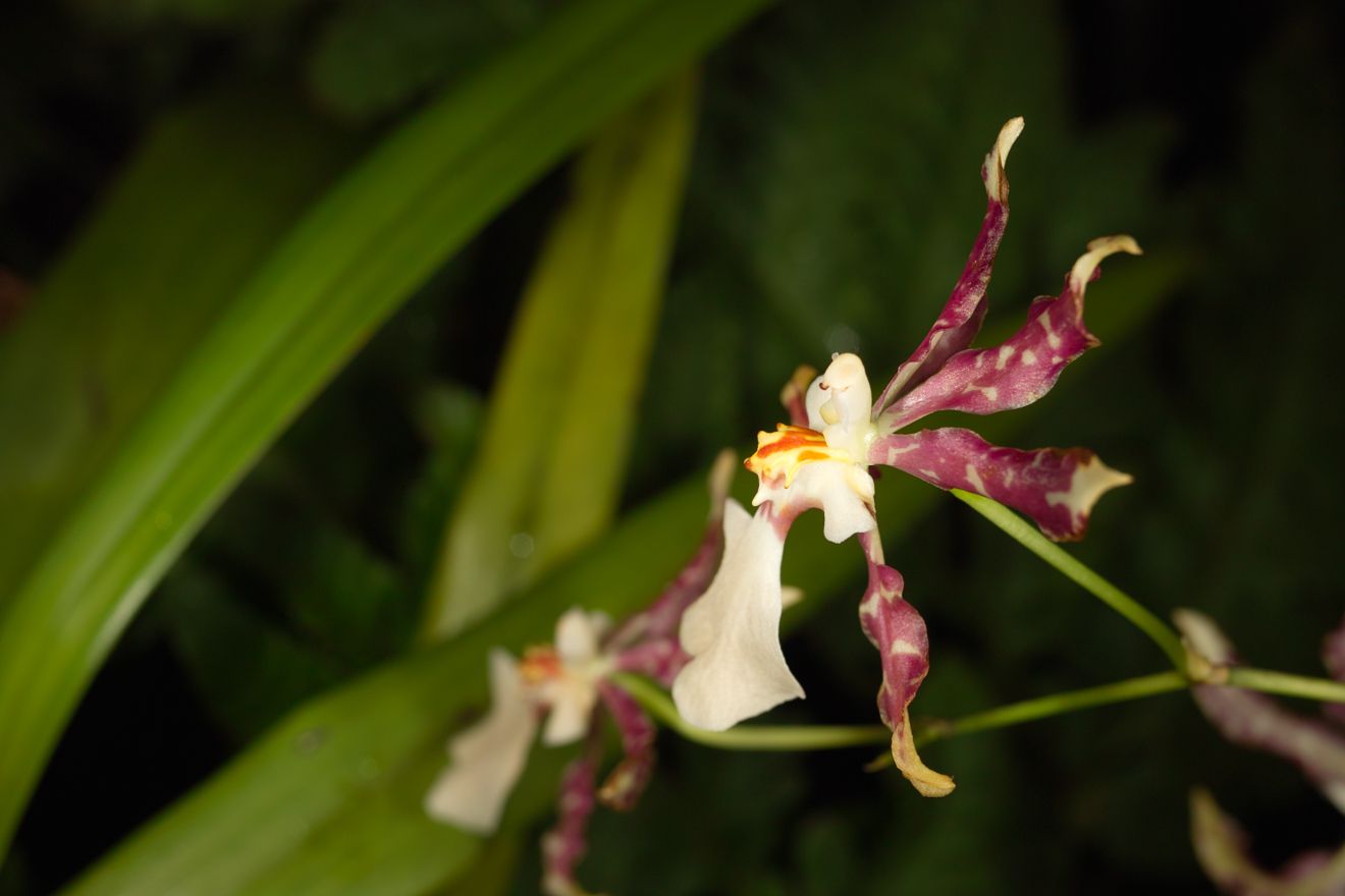 Oncidium-Hybride Oncidium Tigrinum x Oncidium Incuryum