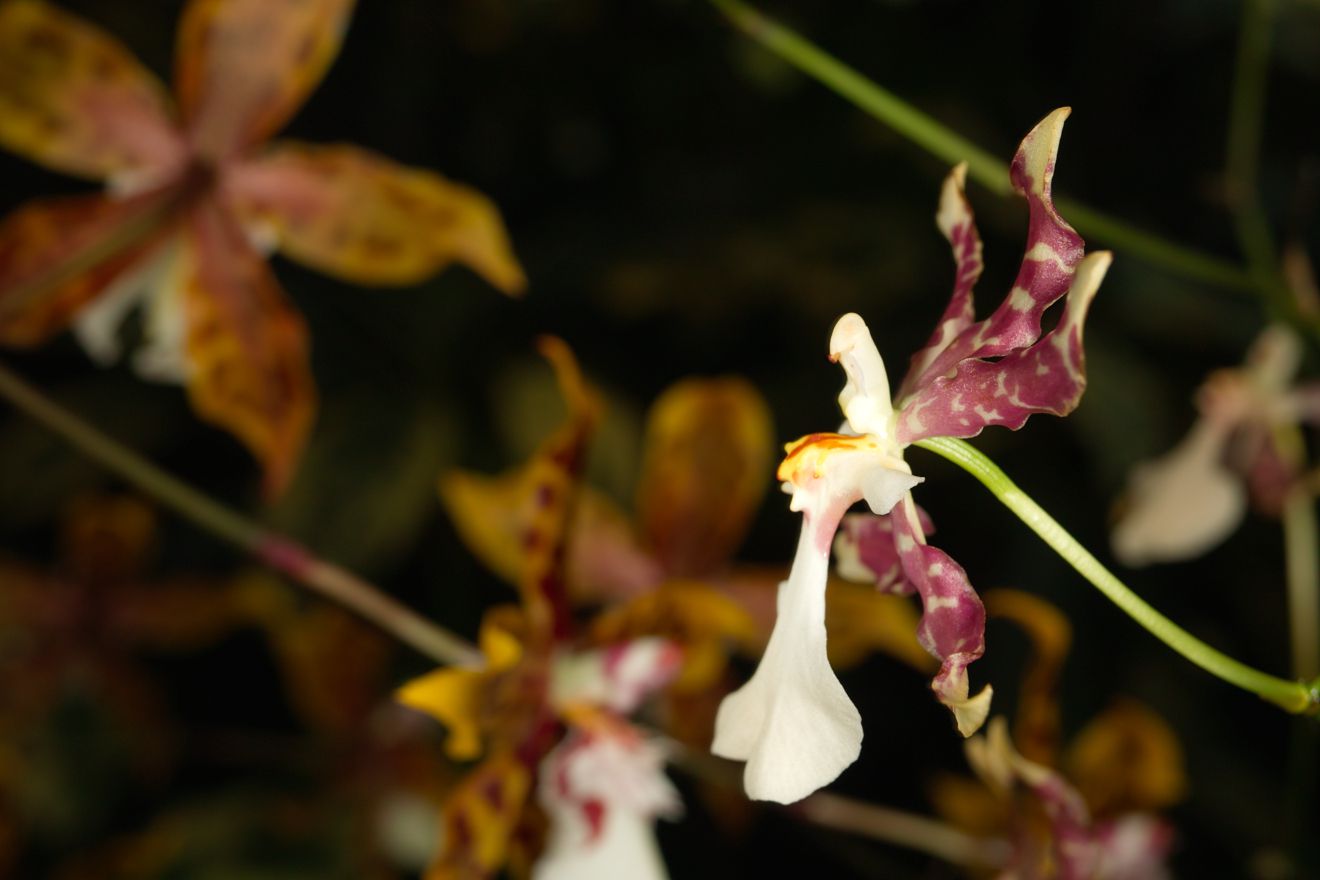 Oncidium-Hybride Oncidium Tigrinum x Oncidium Incuryum