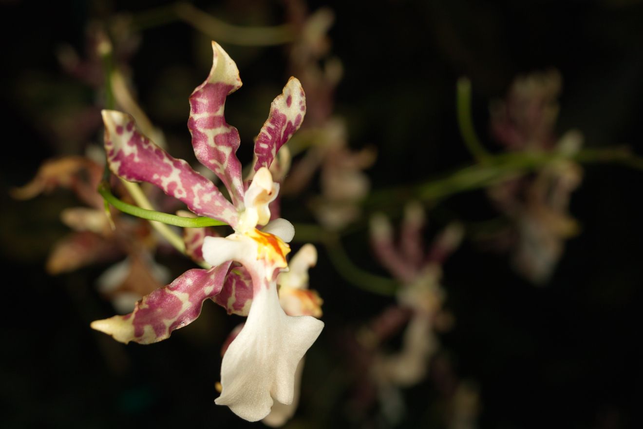 Oncidium-Hybride Oncidium Tigrinum x Oncidium Incuryum