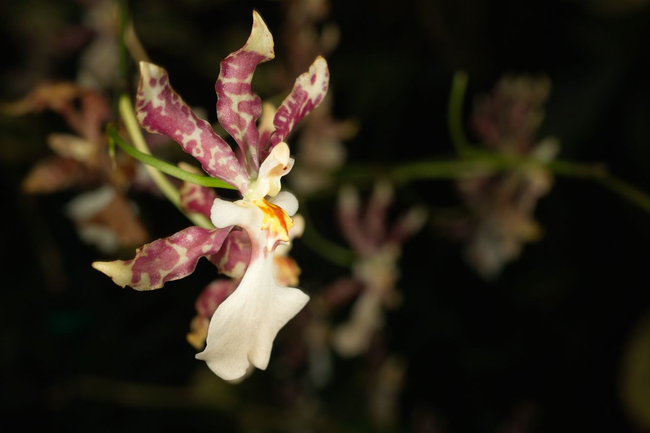 Oncidium-Hybride Oncidium Tigrinum x Oncidium Incuryum