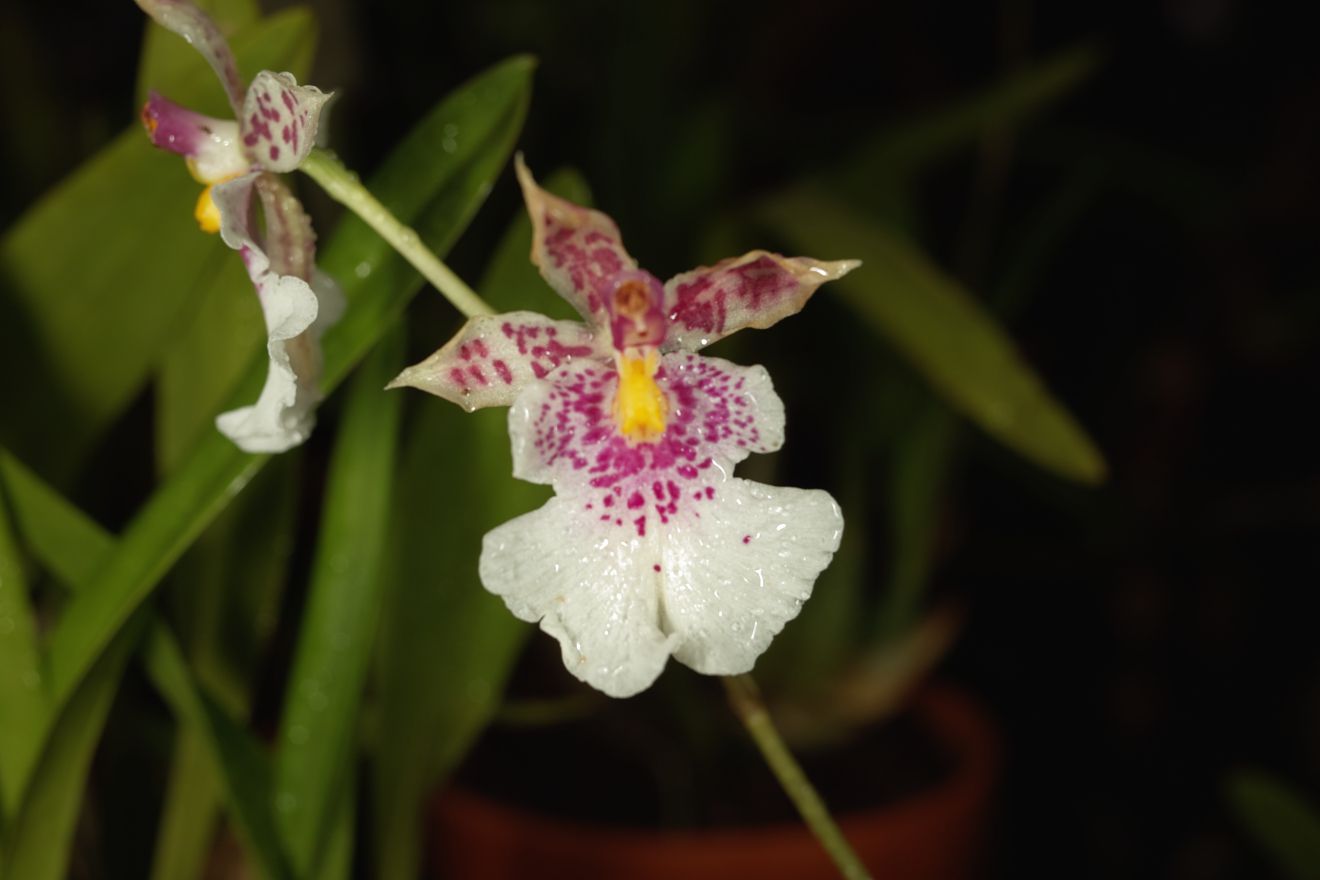 Oncidium Phalaenopsis