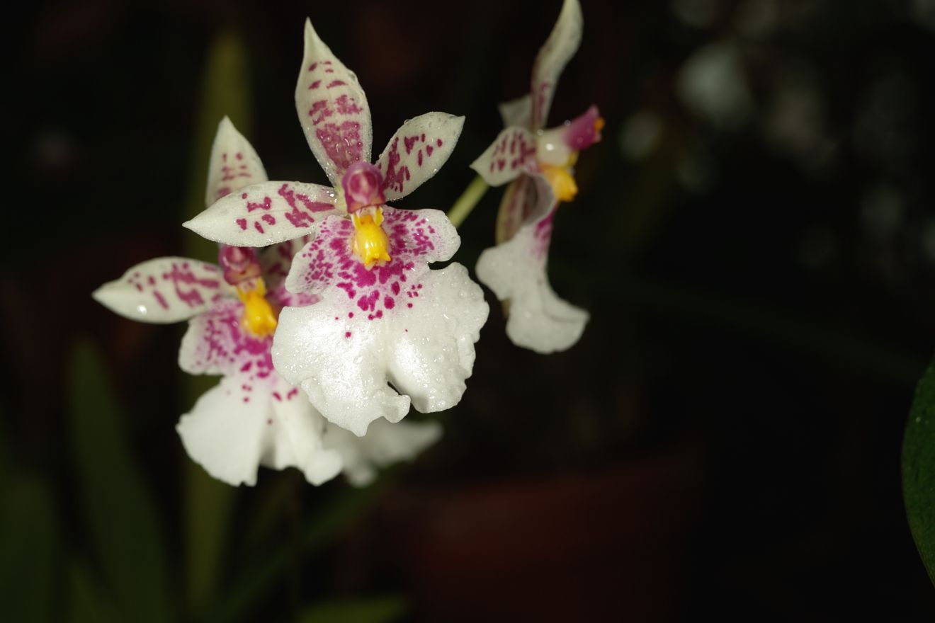 Oncidium Phalaenopsis