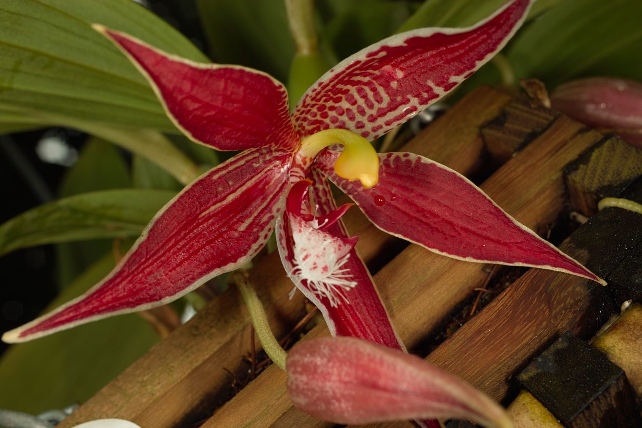 Paphinia Neudeckeri