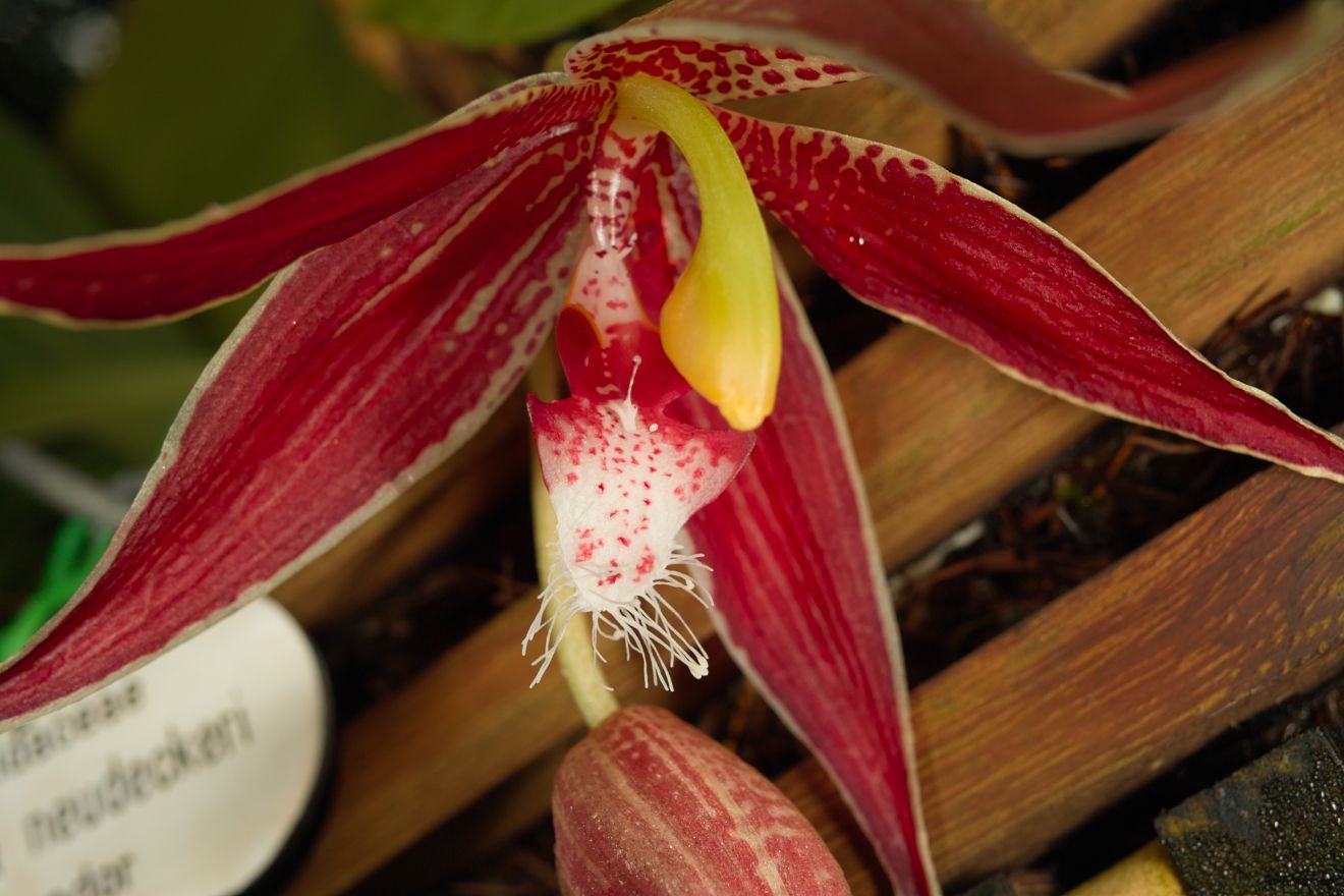 Paphinia Neudeckeri