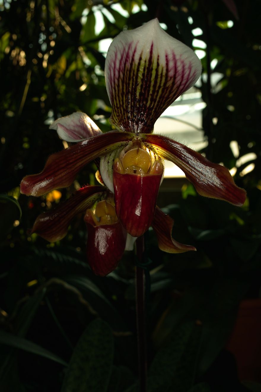 Paphiopedilum-Hybride Capablanca