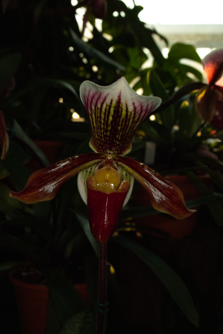 Paphiopedilum-Hybride Capablanca