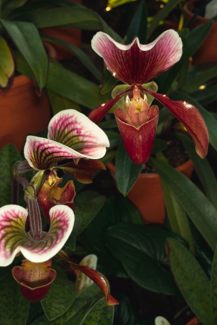 Paphiopedilum-Hybride Capablanca