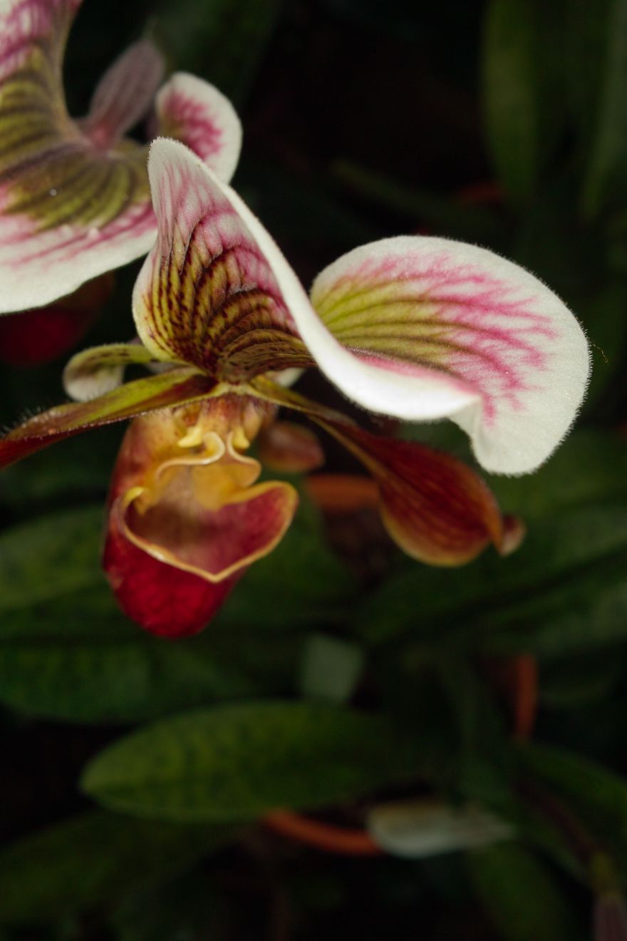 Paphiopedilum-Hybride Capablanca