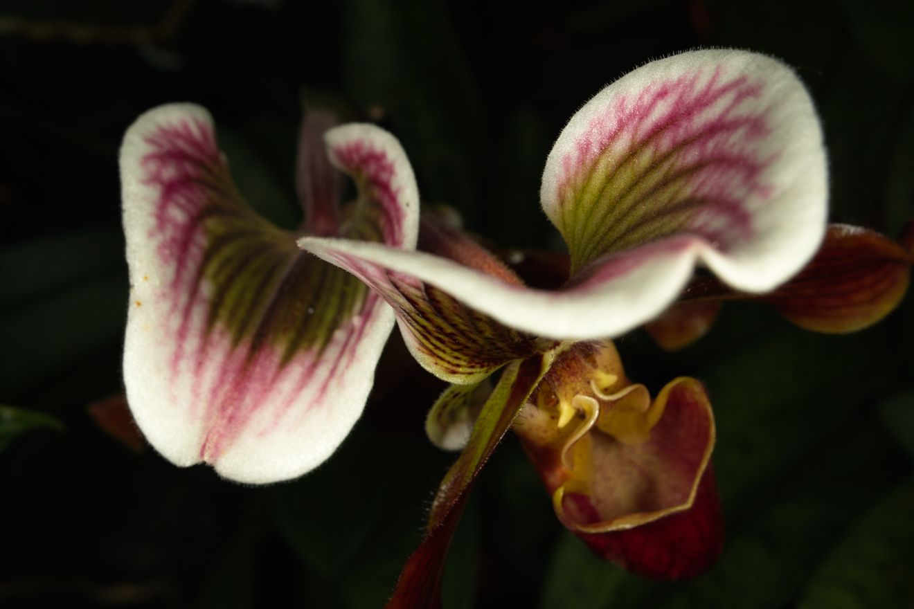 Paphiopedilum-Hybride Capablanca