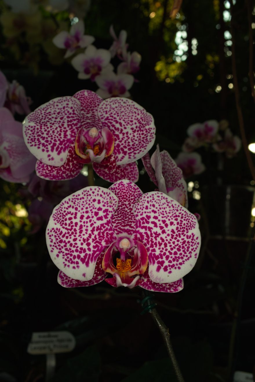 Phalaenopsis-Hybride Leopard Prince