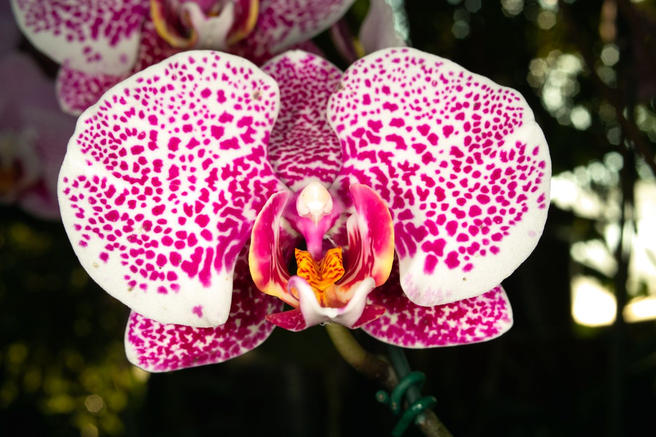 Phalaenopsis-Hybride Leopard Prince