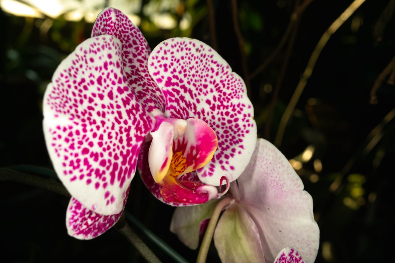 Phalaenopsis-Hybride Leopard Prince